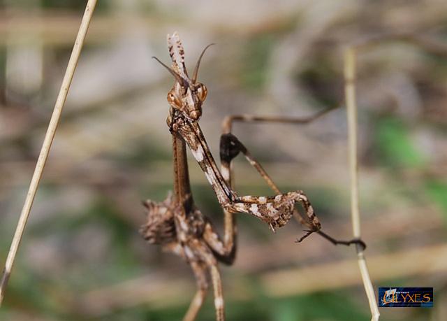 mantide empusa pennata.JPG